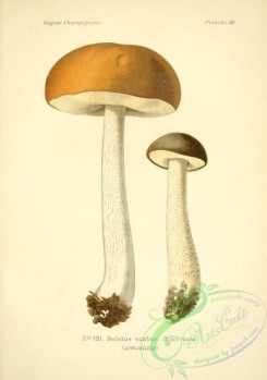 mushrooms-06510 - boletus scaber