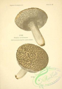 mushrooms-06511 - boletus strobilaceus