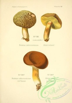 mushrooms-06512 - boletus subtomentosus, boletus subtomentosus fuscus