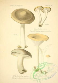mushrooms-06520 - clitocybe suaveolens, clitocybe nebularis, clitocybe infundibuliformis