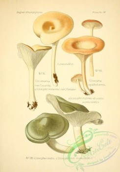 mushrooms-06521 - clitocybe viridis, clitocybe inversa flaccida, clitocybe cyathiformis