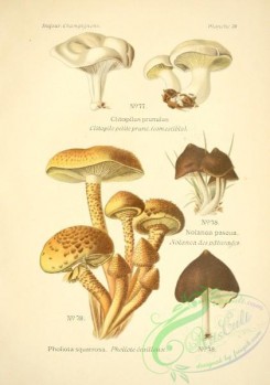 mushrooms-06522 - clitopilus prunulus, nolanea pascua, pholiota squarrosa