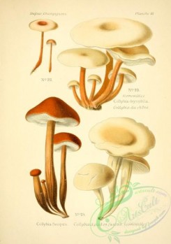 mushrooms-06523 - collybia dryophila, collybia fusipes