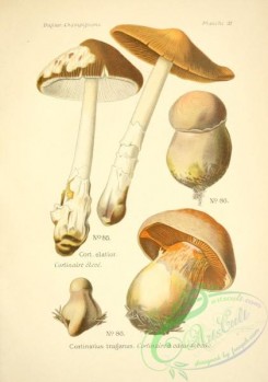 mushrooms-06529 - cortinarius elatior, cortinarius traganus