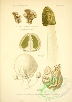 mushrooms-06531 - cyathus hirsutus, phallus impudicus
