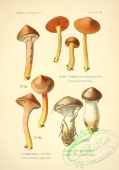 mushrooms-06537 - gomphidius viscidus, gomphidius glutinosus, cortinarius cinnamomeus