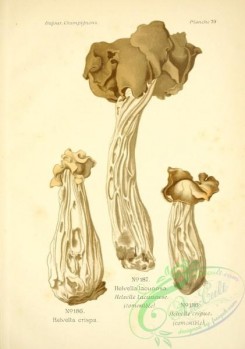 mushrooms-06539 - helvella crispa, helvella lacunosa