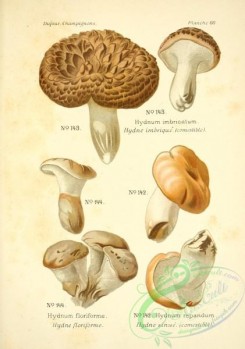 mushrooms-06541 - hydnum imbricatum, hydnum floriforme, hydnum repandum
