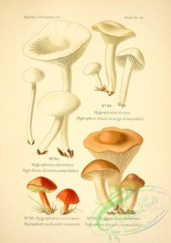 mushrooms-06543 - hygrophorus eburneus, hygrophorus coccineus, hygrophorus pratensis, hygrophorus niveus