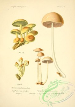 mushrooms-06544 - hypholoma fasciculare, panaeolus papilionaceus