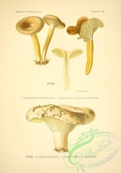 mushrooms-06550 - lactarius vellereus, cantharellus tubaeformis