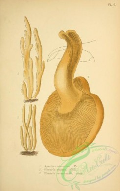 mushrooms-06777 - agaricus ulmarius, clavaria rugosa, clavaria vermiculata