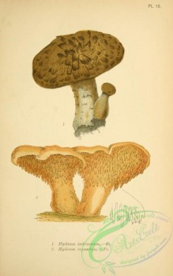 mushrooms-06784 - hydnum imbricatum, hydnum repandum