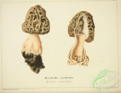 mushrooms-06808 - morchella esculenta