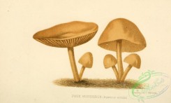 mushrooms-06816 - agaricus tortilis