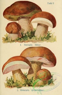 mushrooms-06827 - boletus edulis, tylopilus felleus