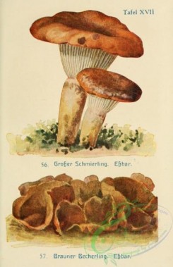 mushrooms-06831 - gomphidius glutinosus, peziza badia