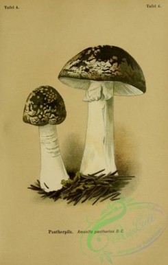 mushrooms-06985 - amanita pantherina