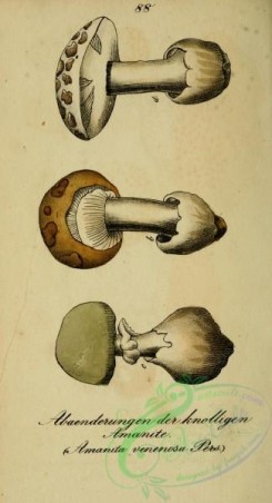 mushrooms-06998 - amanita venenosa
