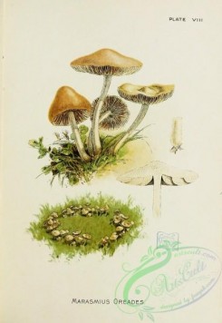 mushrooms-07204 - marasmius oreades