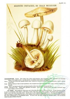 mushrooms-07216 - Chalk Mushroom, agaricus cretaceus