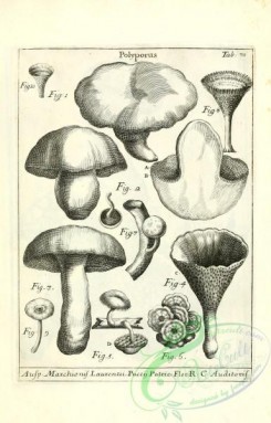 mushrooms-07666 - 137