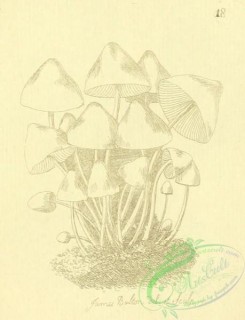 mushrooms-07784 - 043