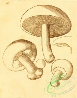 mushrooms-07808 - 067