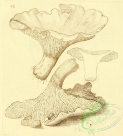 mushrooms-07826 - 085
