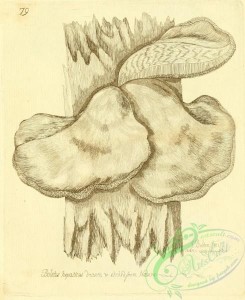 mushrooms-07841 - 100