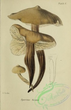 mushrooms-07971 - 008-agaricus fusipes