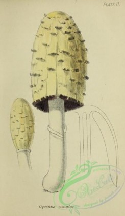 mushrooms-07975 - 012-coprinus comatus