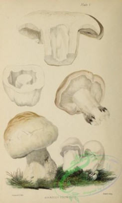 mushrooms-07996 - 002-agaricus prunulus