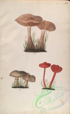mushrooms-08035 - 096-cortinaria bulliardi, cortinaria infracta, cortinaria sanguinea