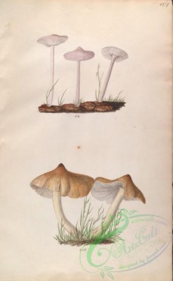 mushrooms-08046 - 107-gymnopus purus, gymnopus seductor
