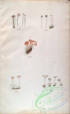 mushrooms-08099 - 160-omphalia androsacea, omphalia rotula, omphalia campanella, omphalia fibula, omphalia ericeforum