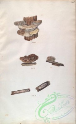 mushrooms-08107 - 168-pleuropus coriaceus, pleuropus sepiarius, pleuropus abietinus