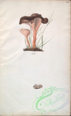 mushrooms-08110 - 171-merulius rugosus