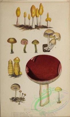 mushrooms-08116 - agaricus incanus, agaricus flammans, agaricus albo-cyaneus, agaricus appendiculatus, agaricus bullaceus, russula emetica, mitrula paludosa