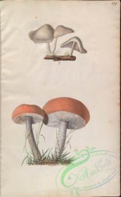 mushrooms-08213 - 179-boletus brumalis, boletus aurantius