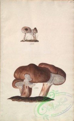 mushrooms-08310 - 353-lepiota felinus, lepiota firmus