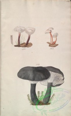 mushrooms-08316 - 359-gymnophora erythropus, gymnophora camerophyllus