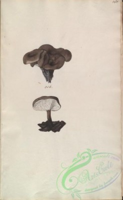 mushrooms-08337 - 380-merulius carbonarius