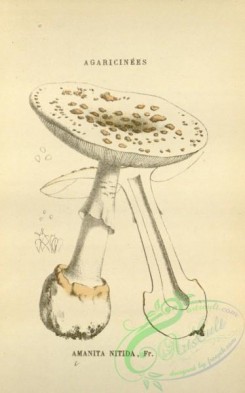 mushrooms-08423 - 013-amanita nitida