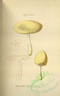 mushrooms-08440 - 030-annularia fenzlii