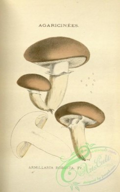 mushrooms-08451 - 041-armillaria robusta