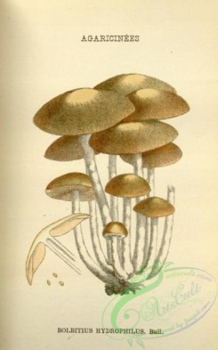 mushrooms-08455 - 045-bolbitius hydrophilus
