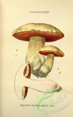 mushrooms-08485 - 075-boletus rubeolarius