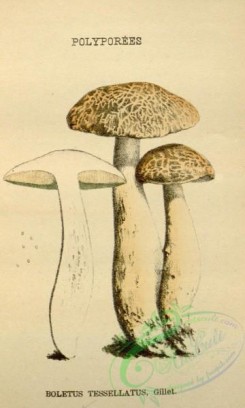 mushrooms-08490 - 080-boletus tessellatus