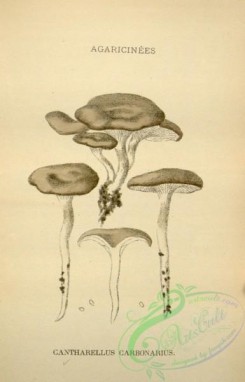 mushrooms-08497 - 087-cantharellus carbonarius